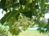 Tilia cordata