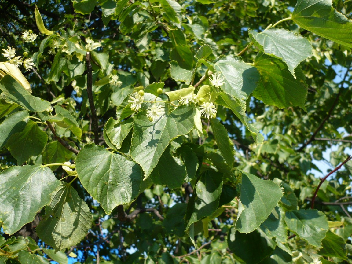 Image of Tilia sibirica specimen.