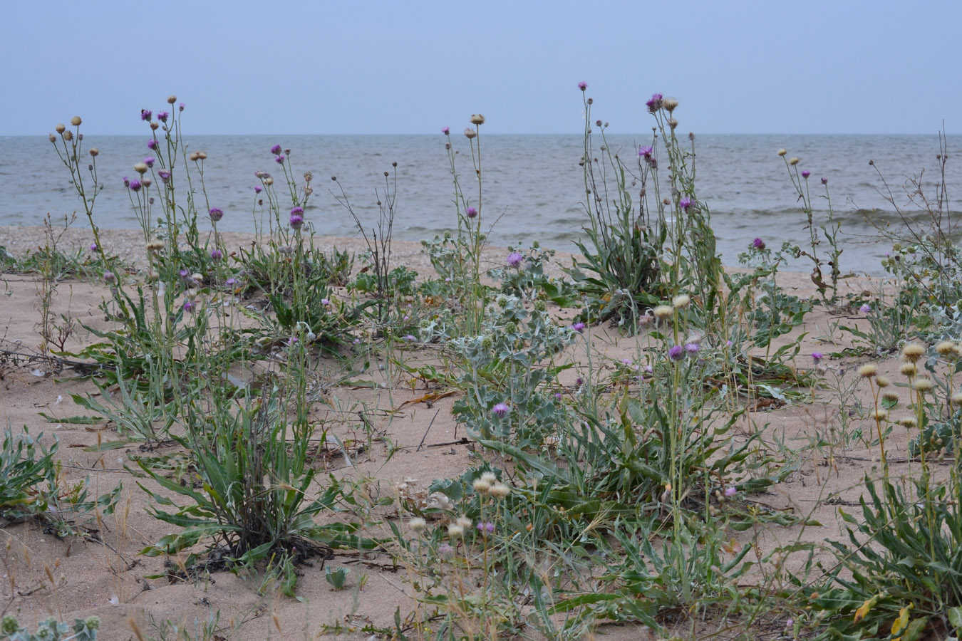 Image of Jurinea longifolia specimen.