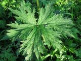 Aconitum septentrionale