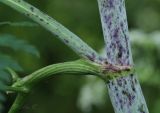 Conium maculatum. Часть стебля с черешком листа и основанием пазушного побега. Молдова, Страшенский р-н, с. Каприяна, свежая грабовая дубрава. 22.06.2014.