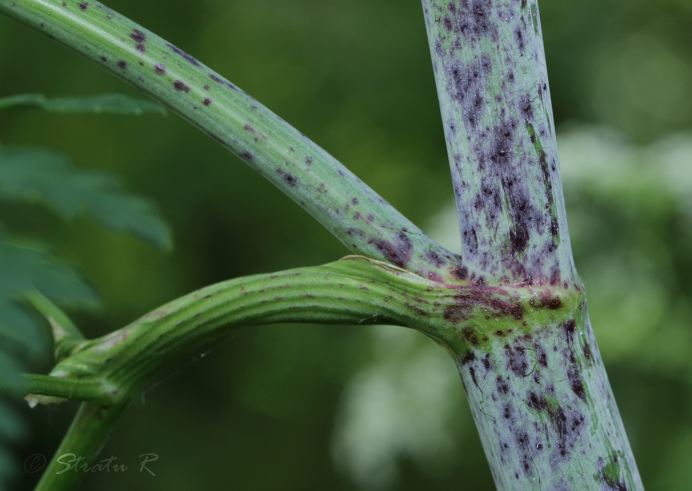 Изображение особи Conium maculatum.