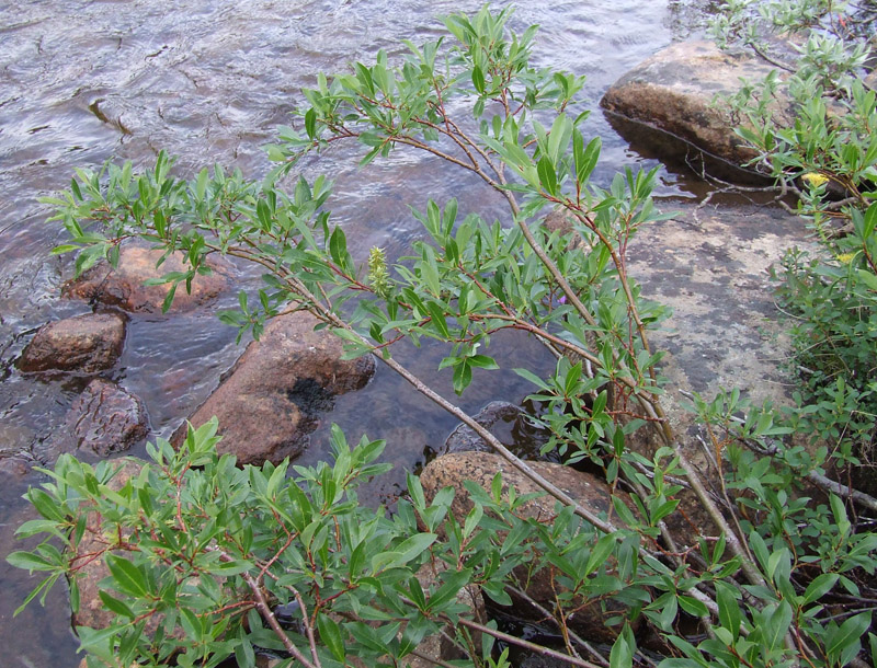 Изображение особи Salix phylicifolia.