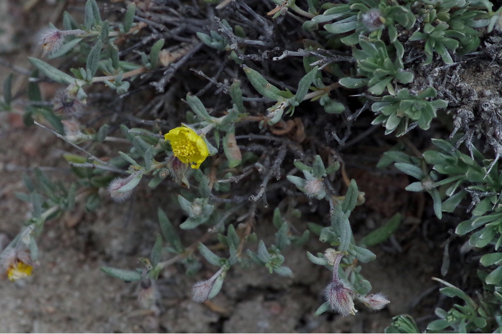 Image of Helianthemum songaricum specimen.