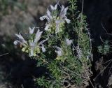 Lagochilus occultiflorus