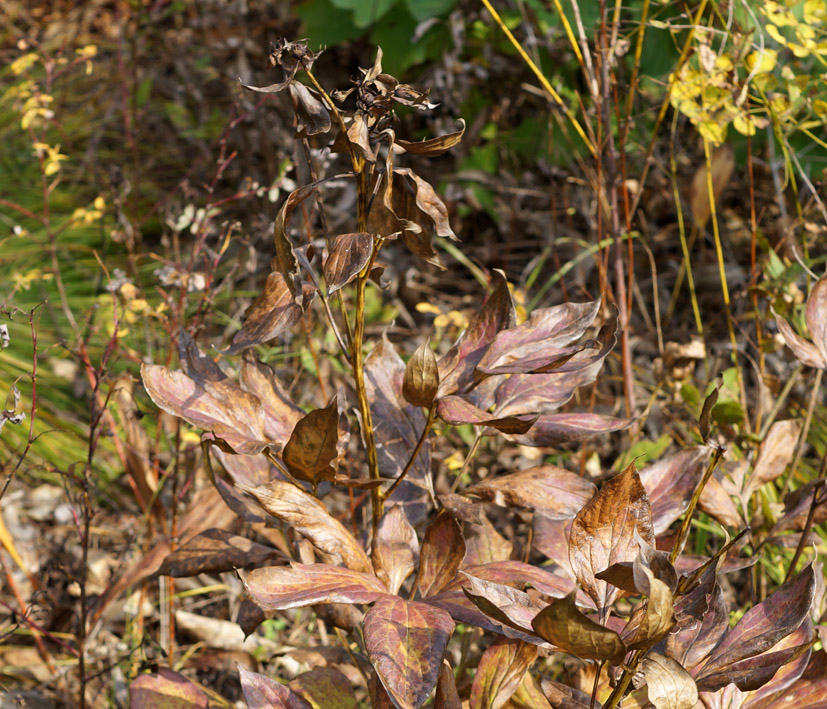 Image of Paeonia lactiflora specimen.