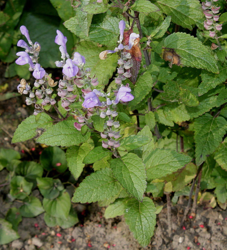 Изображение особи Scutellaria incana.