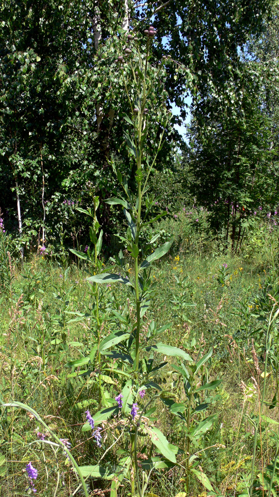 Image of Cirsium setosum specimen.