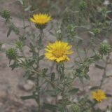 Grindelia squarrosa. Верхушка цветущего растения. Крым, Красноперекопский р-н (у Сиваша). 19.07.2009.