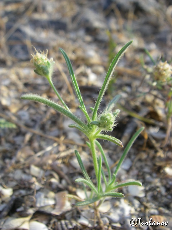 Image of Plantago arenaria specimen.