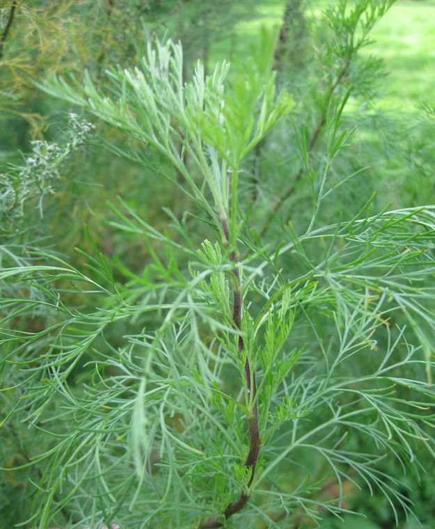 Изображение особи Artemisia abrotanum.