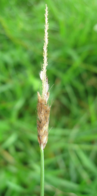 Image of Alopecurus geniculatus specimen.