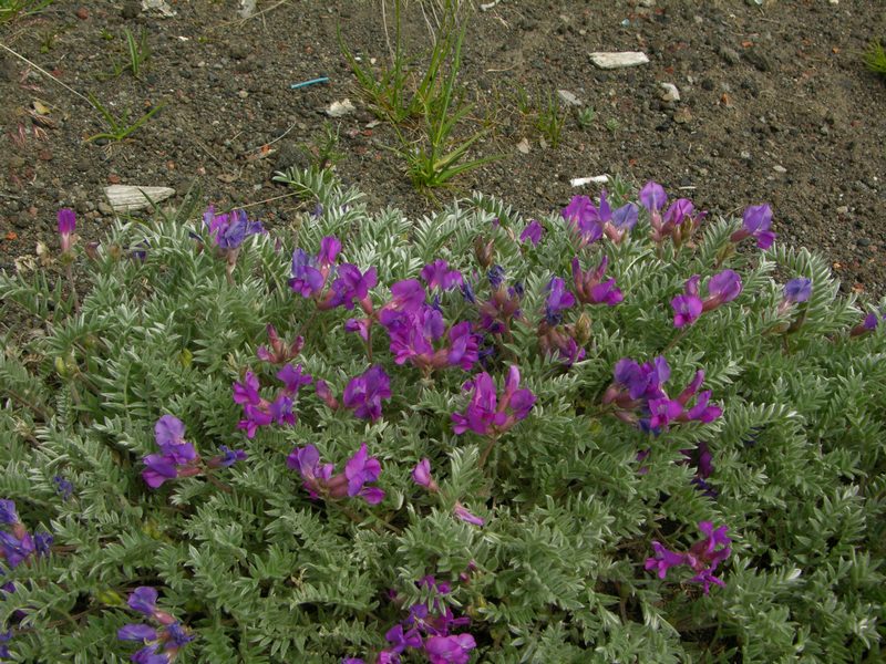 Image of Oxytropis kamtschatica specimen.