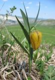 Fritillaria ophioglossifolia