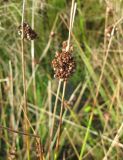 Juncus conglomeratus. Часть побега с соплодием. Окр. С-Петербурга, канава на лесной просеке. 5 октября 2009 г.