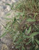 genus Chenopodium