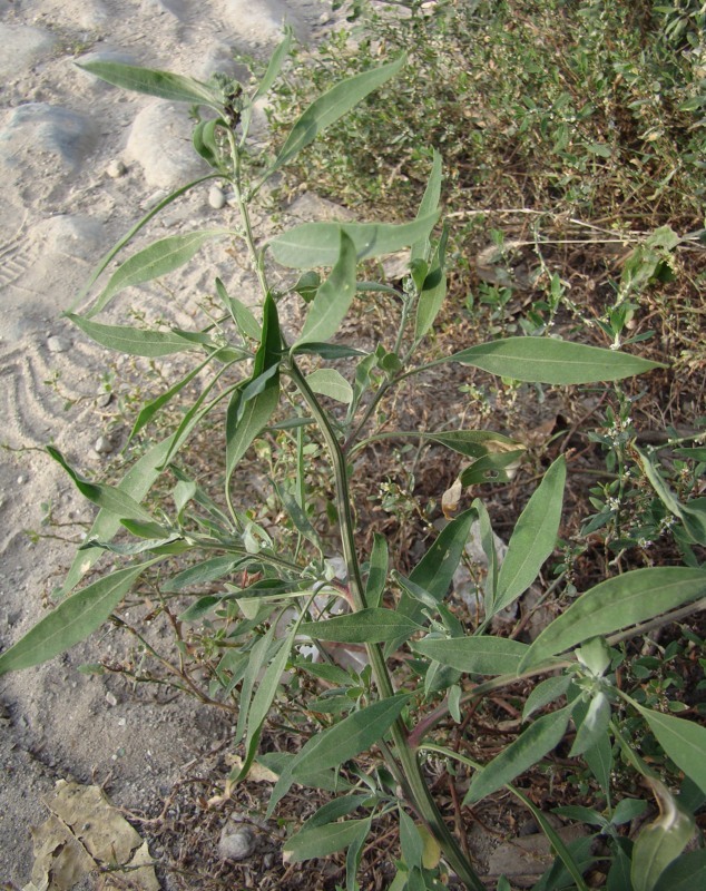 Изображение особи род Chenopodium.