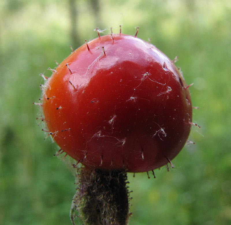 Image of Rosa villosa specimen.