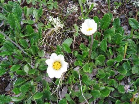 Image of Dryas caucasica specimen.