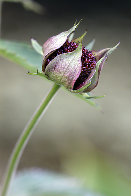 Image of Comarum palustre specimen.