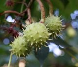 Aesculus hippocastanum. Зеленые плоды. Кыргызстан. г. Бишкек, территория Республиканской больнице по ул. Боконбаева. 29.06.2015.