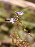 Veronica serpyllifolia. Верхушки цветущего растения. Кыргызстан, Чуйская обл., предгорье, около арыка перед склоном восточнее с. Орто-Сай. 20.09.2015.