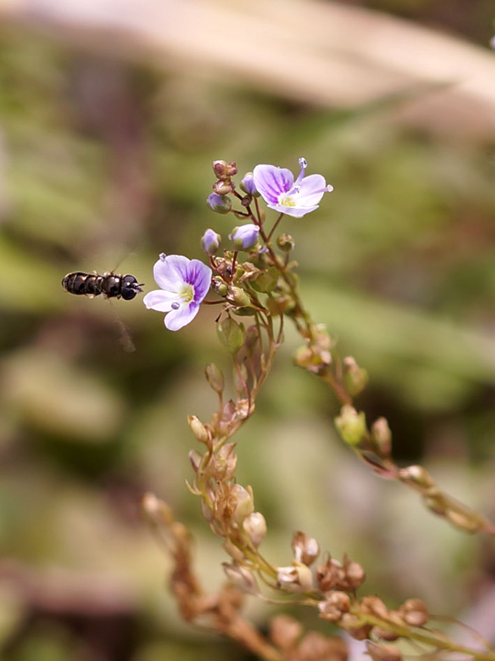 Изображение особи Veronica serpyllifolia.