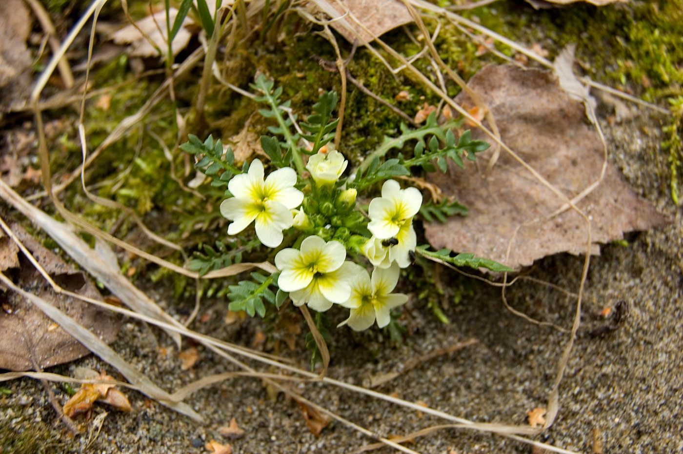 Изображение особи Chorispora songarica.