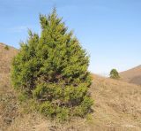 Juniperus foetidissima. Взрослое дерево. Краснодарский край, м/о г. Геленджик, окр. пос. Кабардинка, гора Безумная, юго-западный склон. 03.11.2014.