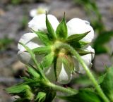 Potentilla elatior. Цветок (вид со стороны чашечки). Краснодарский край, хр. Аибга, каменистое место, выс. 2300 м н.у.м. 09.07.2015.