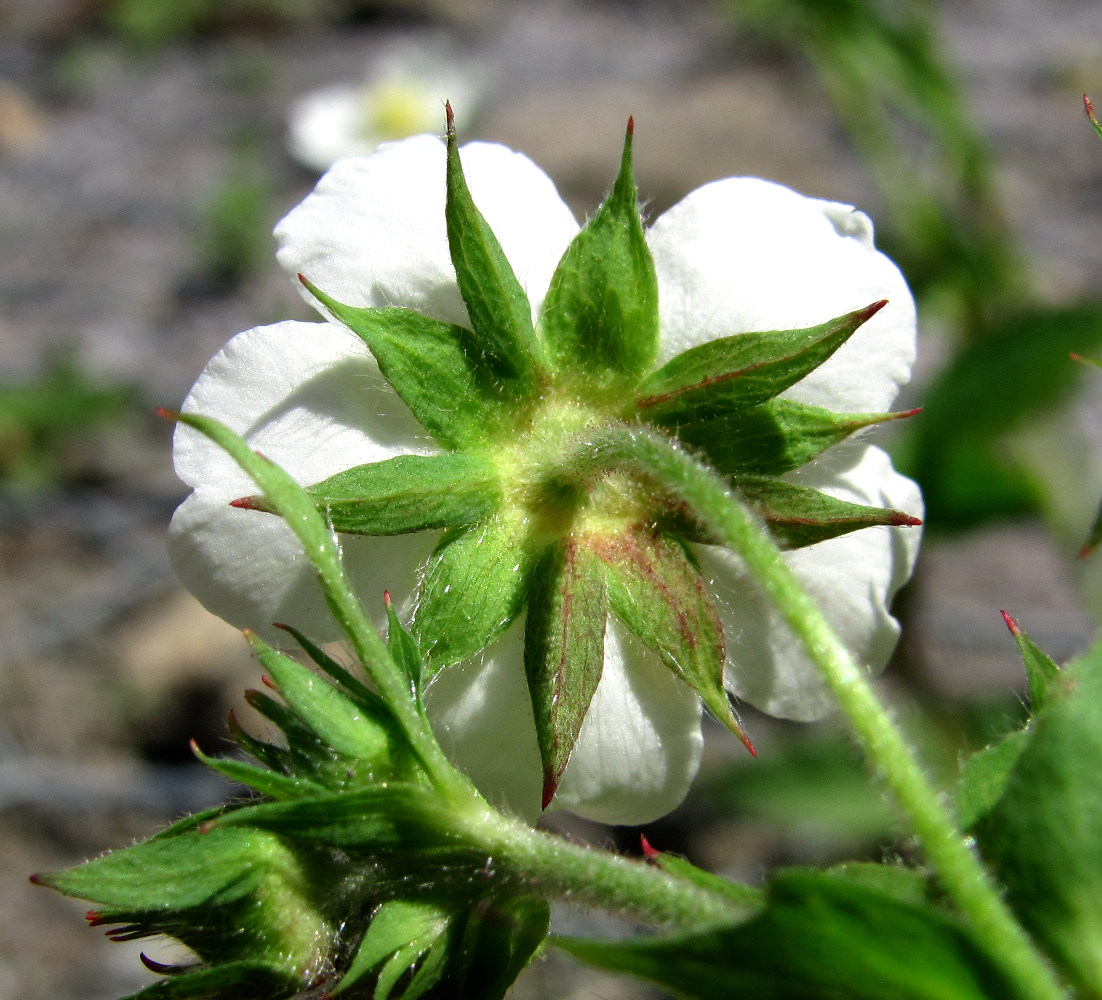 Изображение особи Potentilla elatior.