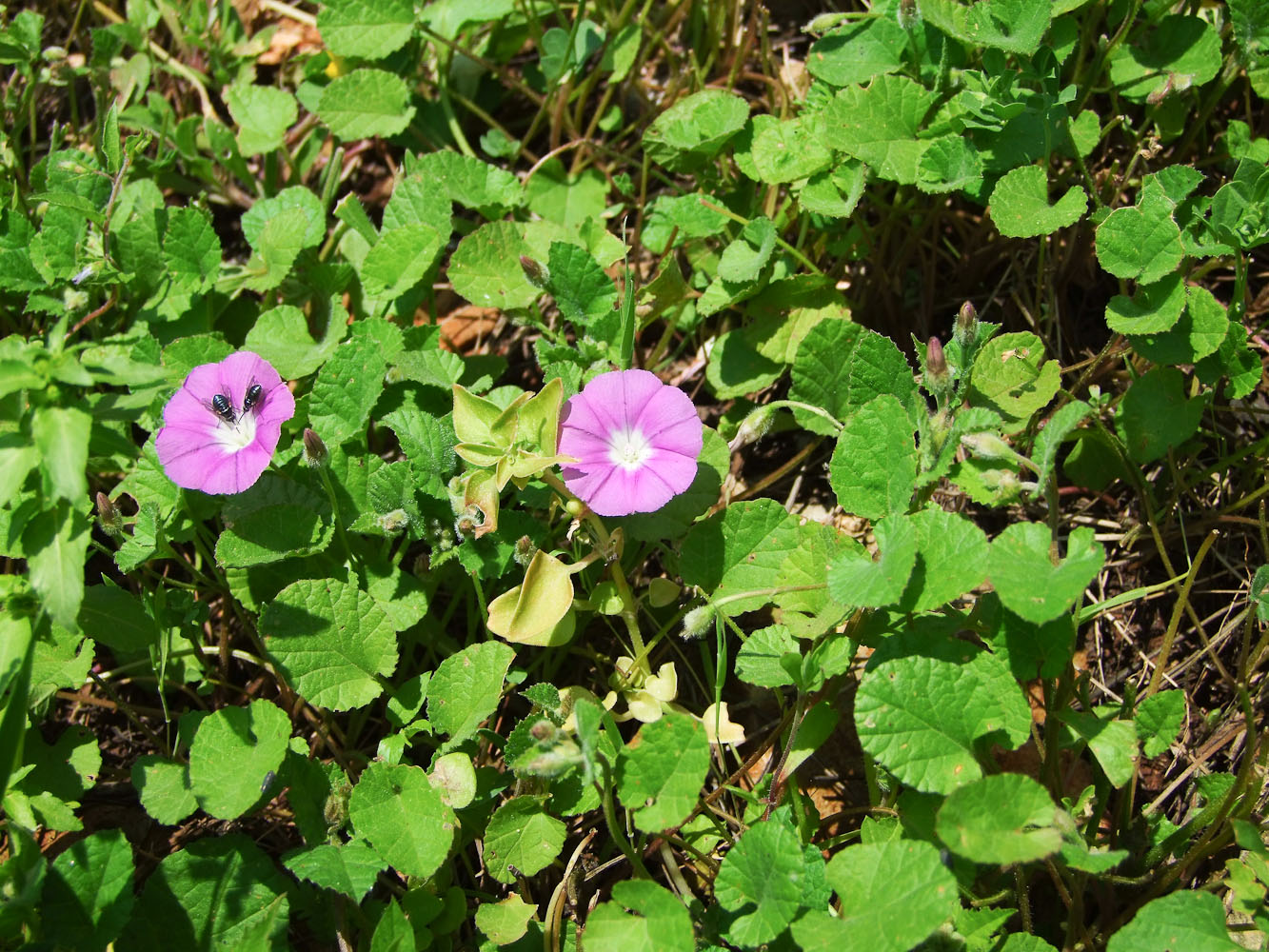 Image of Convolvulus coelesyriacus specimen.