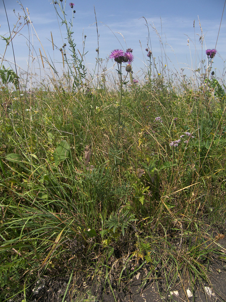 Изображение особи Centaurea adpressa.