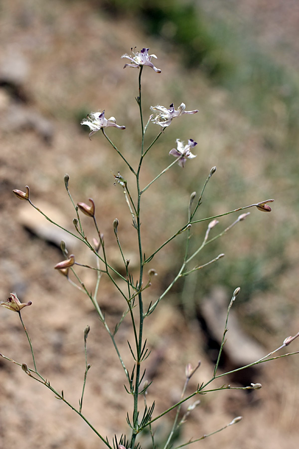 Image of Delphinium barbatum specimen.