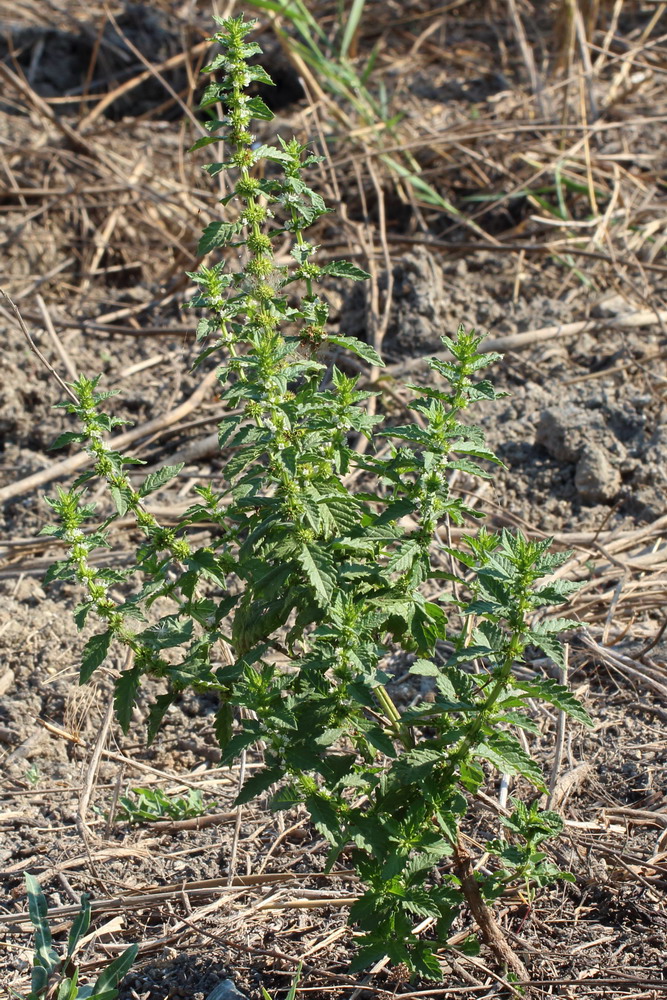 Изображение особи Lycopus europaeus.