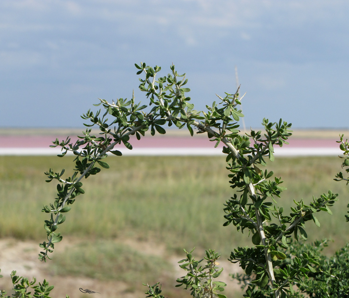 Image of Nitraria sibirica specimen.