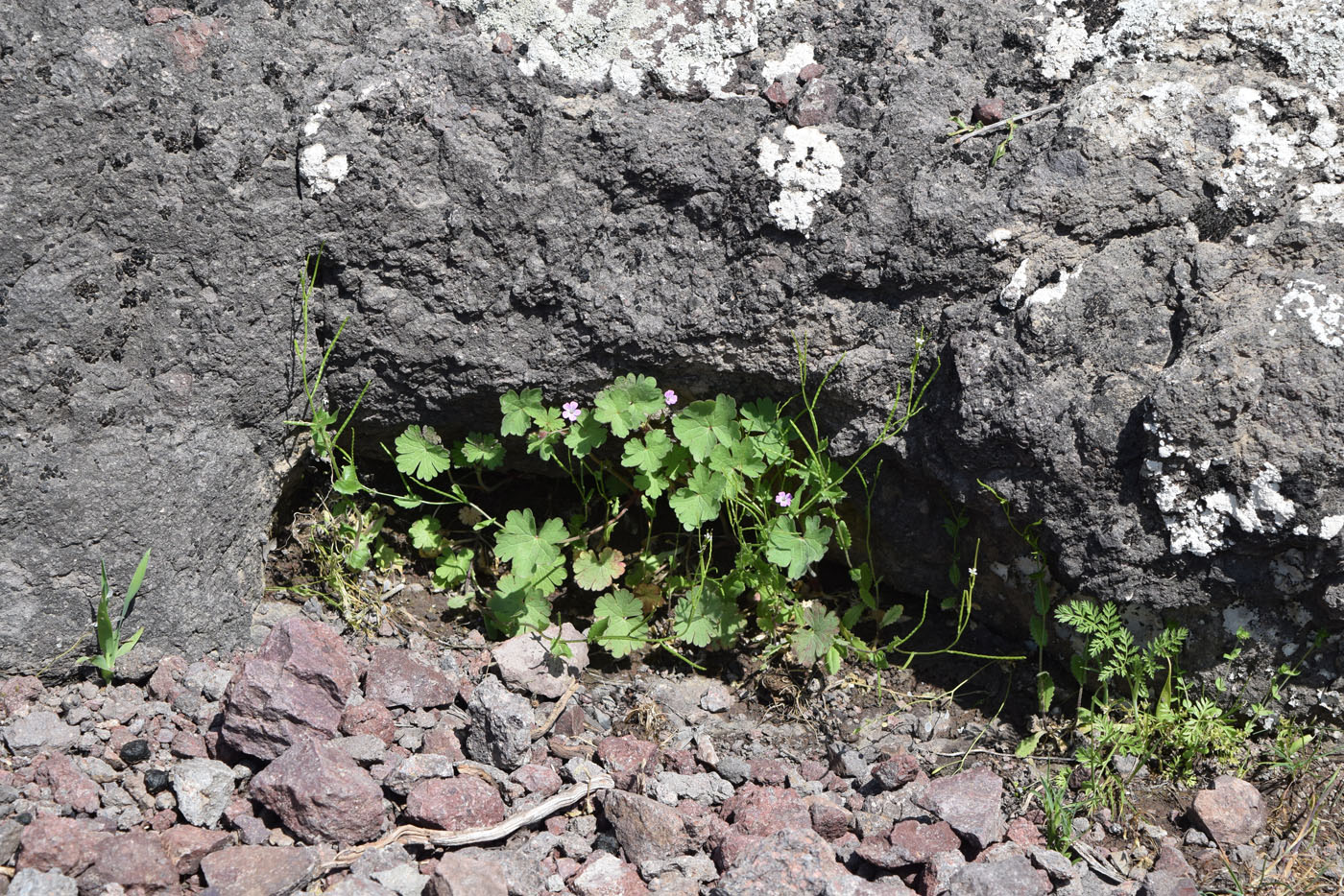 Image of Geranium rotundifolium specimen.