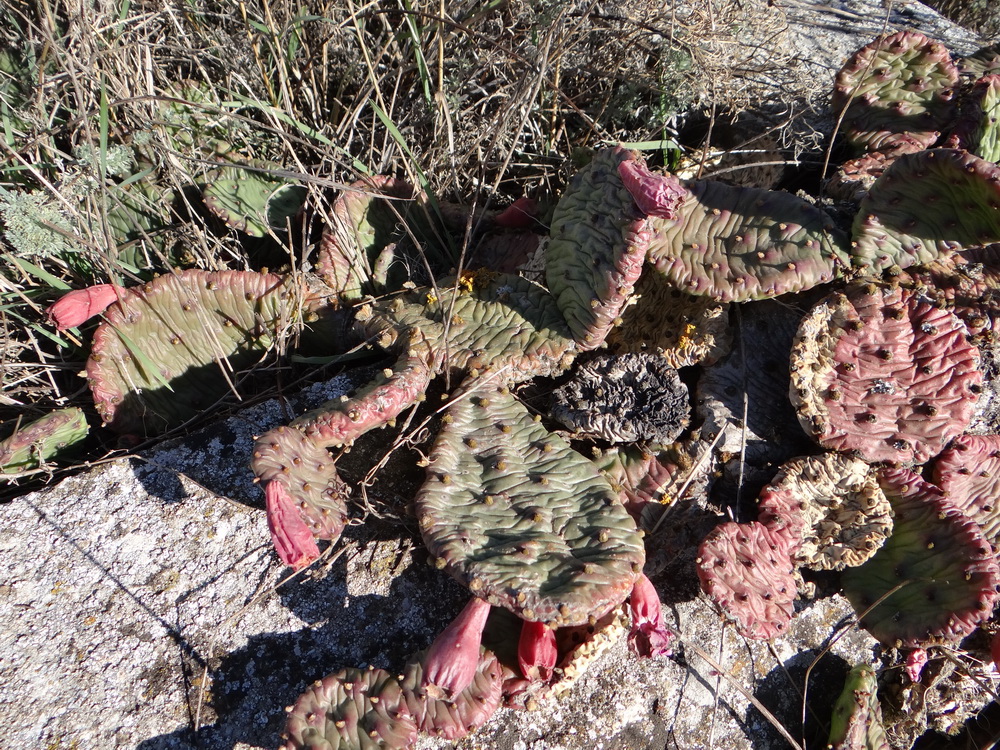 Image of Opuntia humifusa specimen.