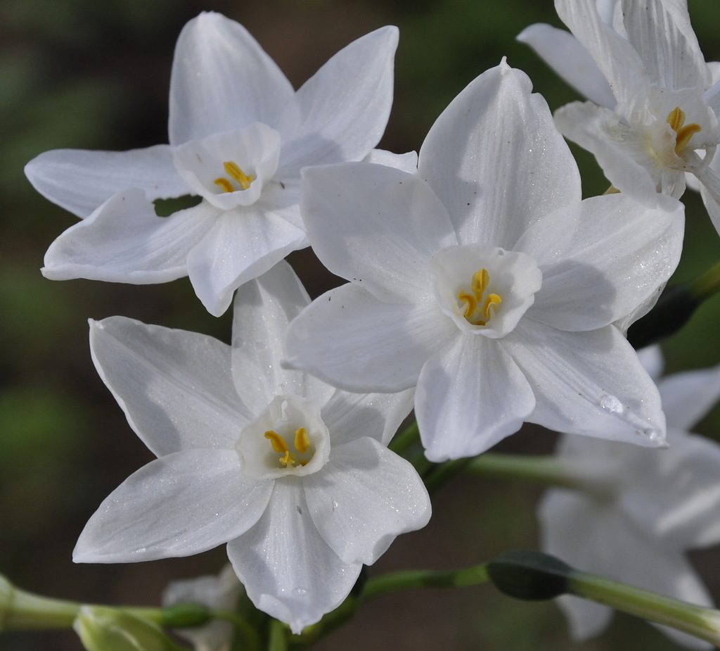 Изображение особи Narcissus papyraceus.