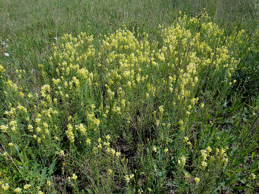 Image of Linaria vulgaris specimen.
