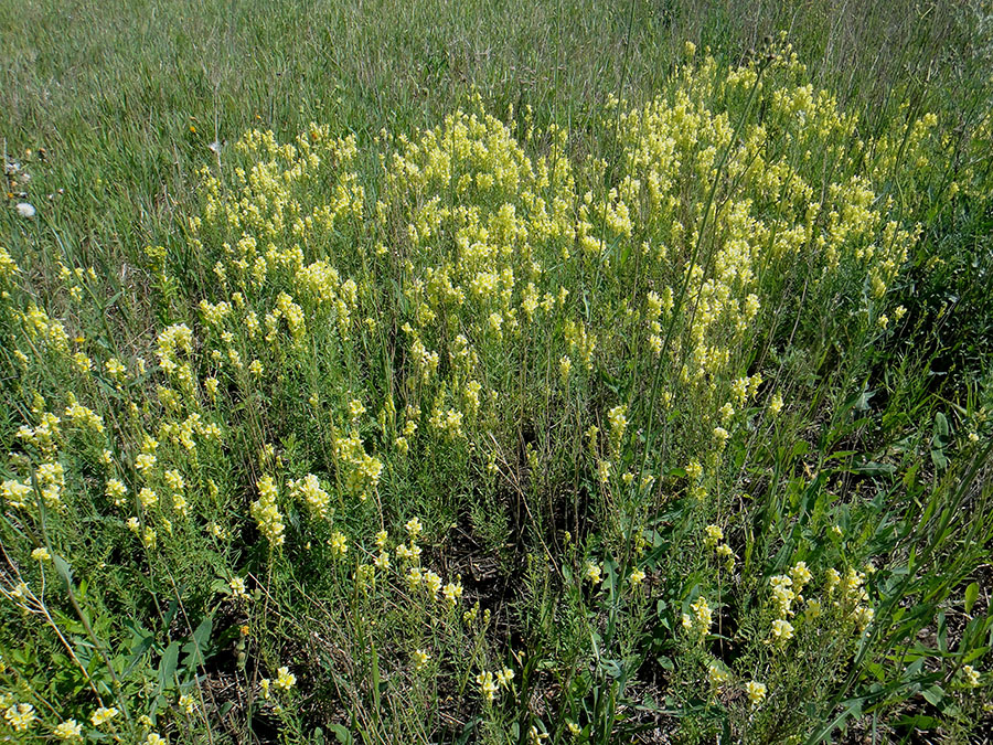 Изображение особи Linaria vulgaris.