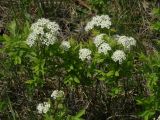 Spiraea media