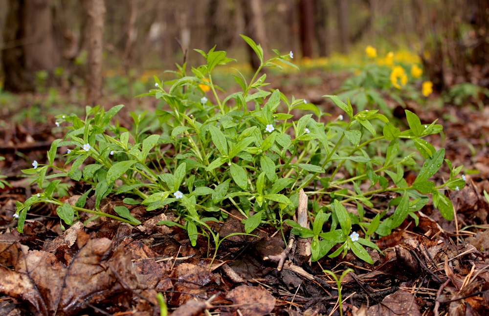 Изображение особи Omphalodes scorpioides.