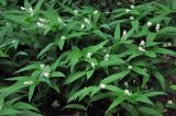 Smilacina stellata. Верхушки цветущих растений. Москва, ботанический сад МГУ \"Аптекарский огород\". 25.05.2015.