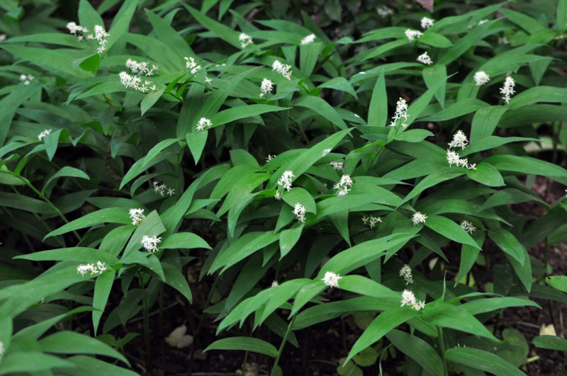 Image of Smilacina stellata specimen.