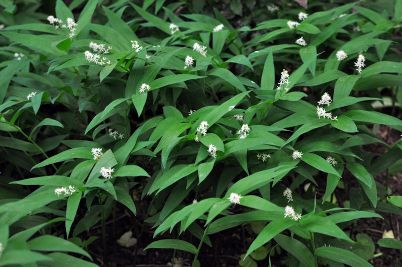 Изображение особи Smilacina stellata.