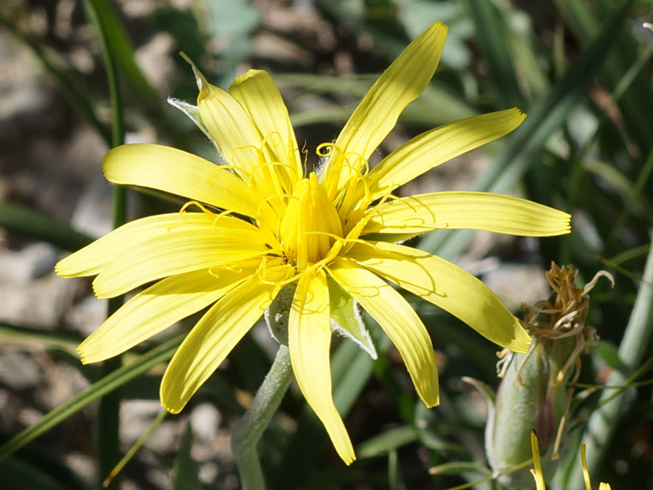 Изображение особи Scorzonera circumflexa.