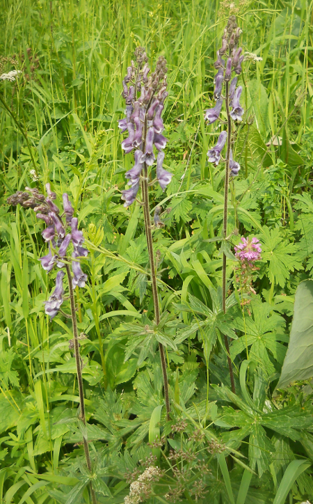 Image of Aconitum leucostomum specimen.