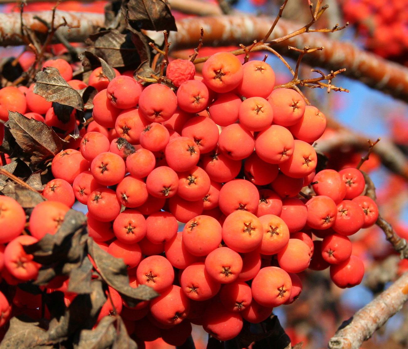 Image of Sorbus sibirica specimen.