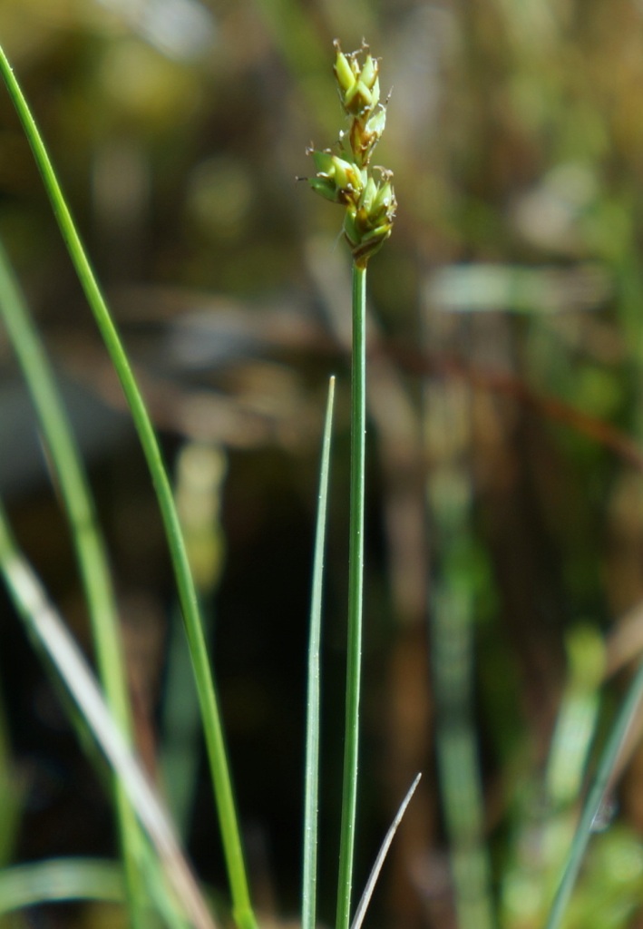 Изображение особи Carex heleonastes.